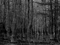 Swamp Woods