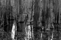 Cypress Swamp, Atchafalaya Basin Swamp