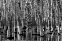 Tupelo Grove, Black and White