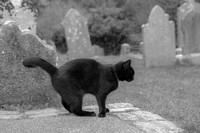 Cemetery Cat, St. Patrick's Tomb, Downpatrick, Northern Ireland