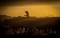 Wranglers - White Stallion Horse Ranch, Tucson, AZ