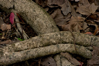Roots, Atchafalaya Basin Swamp, St. Mary Parish