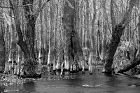 Atchafalaya Basin Swamp II