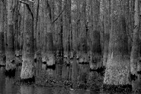 Atchafalaya Basin Swamp, Louisiana